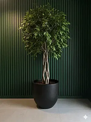 Ficus Benjamin Ağaçı