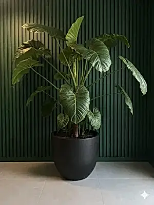 Alocasia (Fil Kulağı)