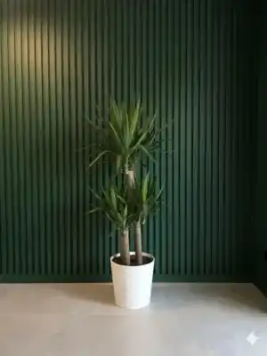 Yucca Bitkisi (3 Gövdeli)